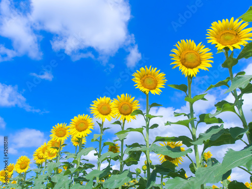 真夏の青空に並んだひまわり
