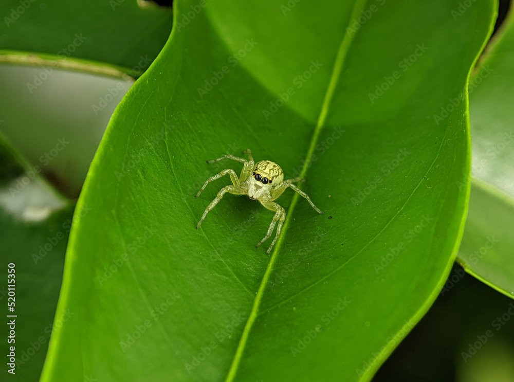 Jumping Spider, Phintella versicolor on a green leaf. Jumping Spider, Phintella versicolor on a green leaf.