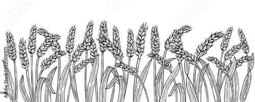 Wheat ear sketch border background. Cereals ripe spike wheat frame horizontal pattern. Agricultural symbol, flour production. Design template farm elements, organic bread, beer packaging label