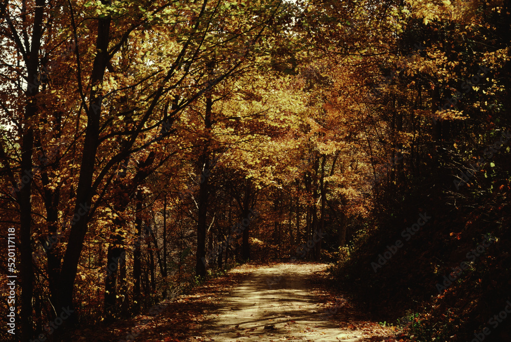 Scenic Back Road, Autumn Trees, North Carolina