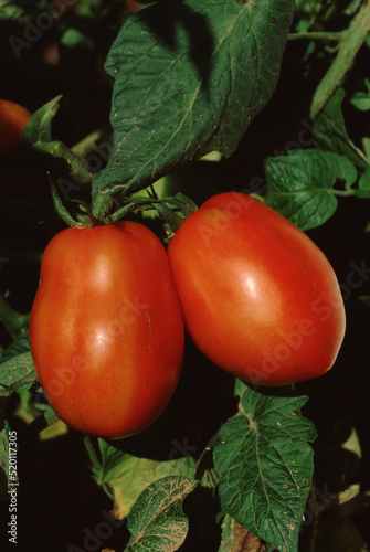 Tomato (Solanum Lycopersicum) Roma Variety