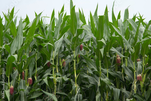 Small sweet corn is being produced and ready to be harvested for global market. It is a vegetable that is high in vitamins and is popular with consumers around the world. Made in Thailand for export