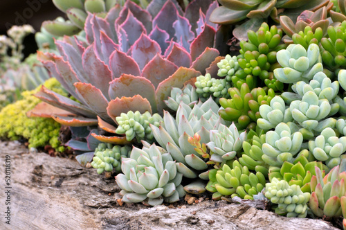 The close-up of succulent plants photo