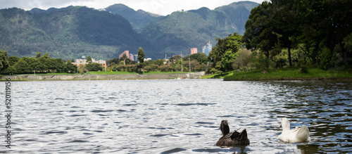 Patos nadando en el lago del parque Simón Bolivar en Bogotá, Colombia - Rascacielos del Centro al fondo photo