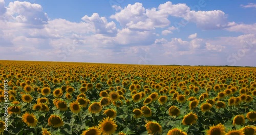 Agriculture. In Field Bloom Yellow Sunflower. Crop Yellow Sunflowers on a Farm. Farmland. Agrarian Industry. Rural Landscape. Nature, Blue Sky and White Clouds. 