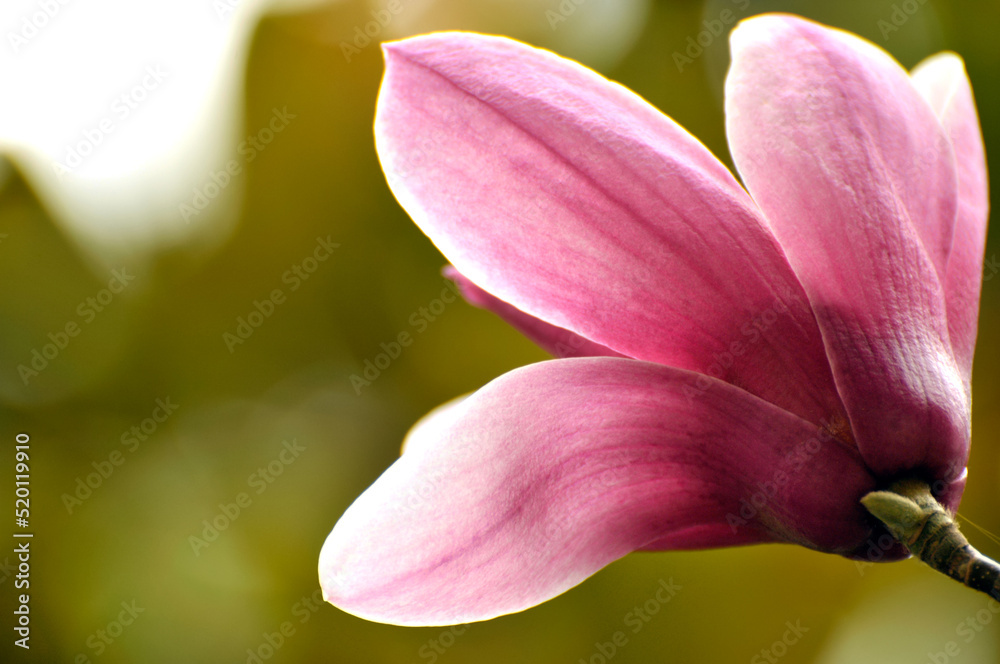 lovely magnolia blossom in springtime lovely magnolia blossom in springtime