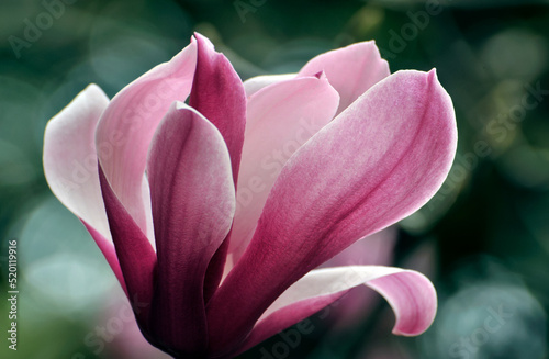  lovely magnolia blossom in springtime