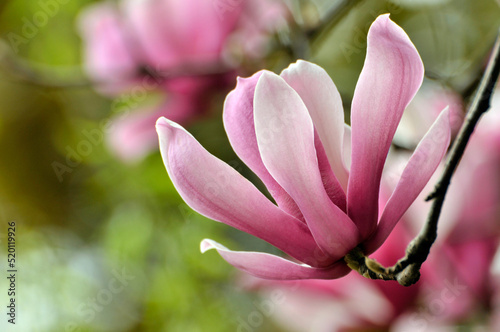  lovely magnolia blossom in springtime