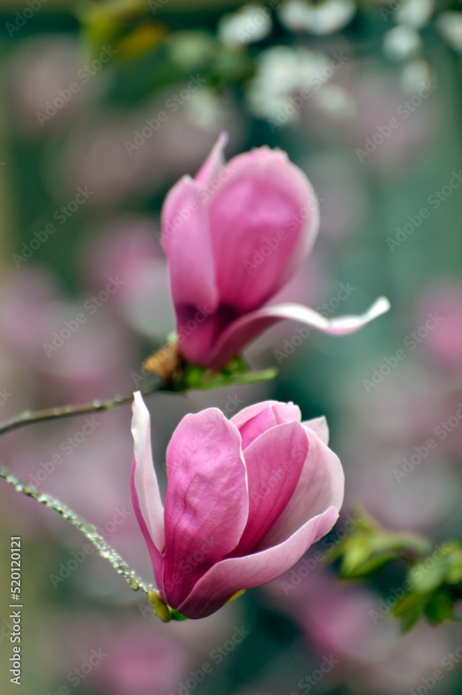 lovely magnolia blossom in springtime lovely magnolia blossom in springtime