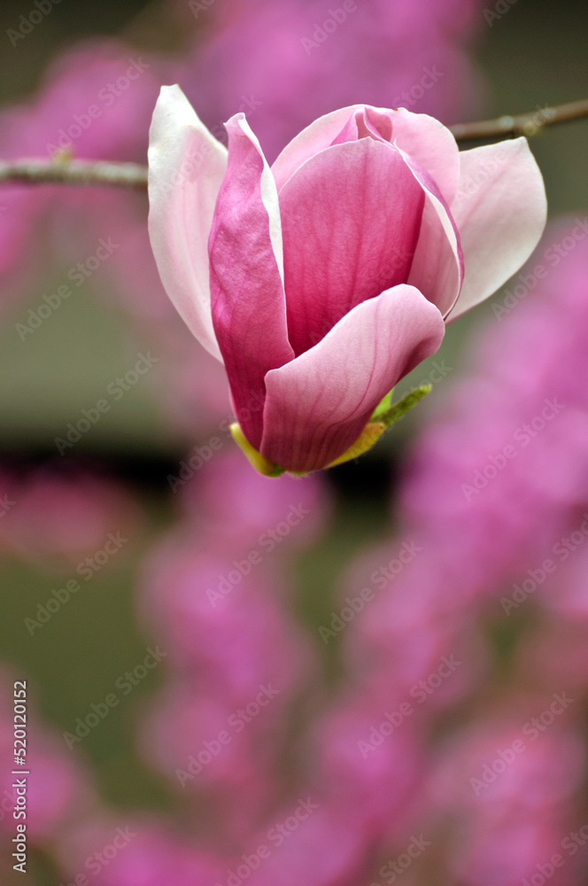 Fototapeta premium beautyful magnolia blossom in springtime