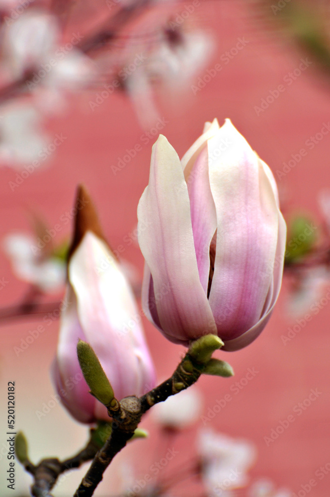 Fototapeta premium beautyful magnolia blossom in springtime