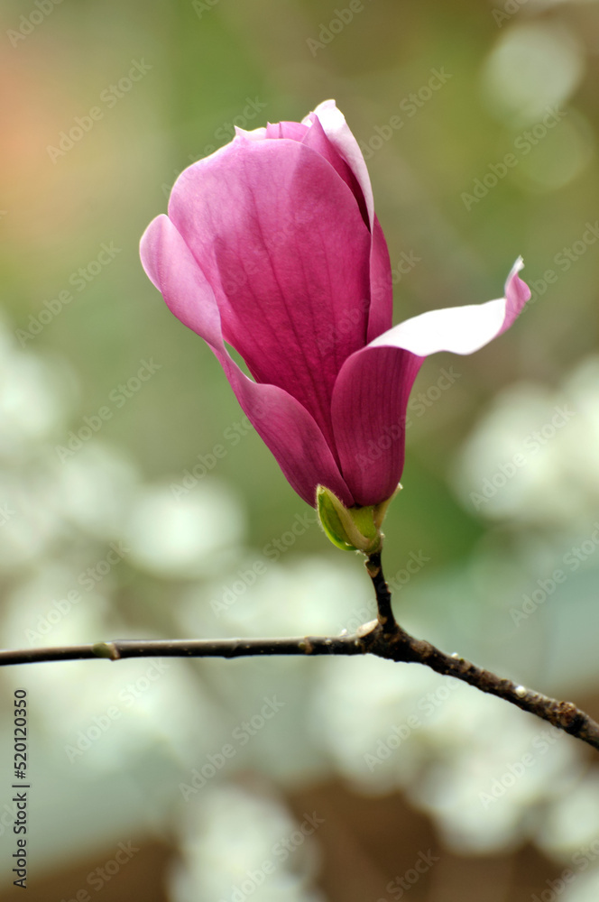 lovely magnolia blossom in springtime lovely magnolia blossom in springtime