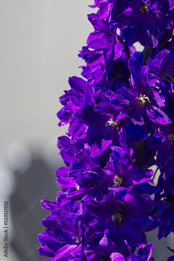Close Up of Blooming Delphinium