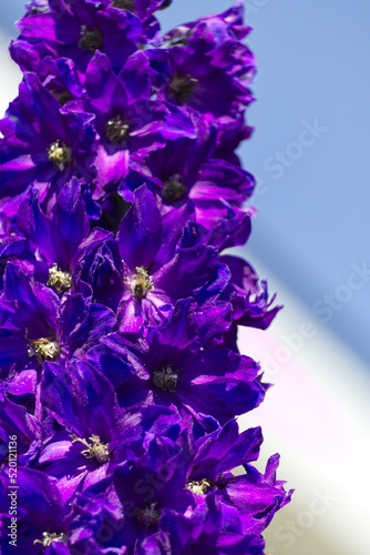 Close Up of Blooming Delphinium