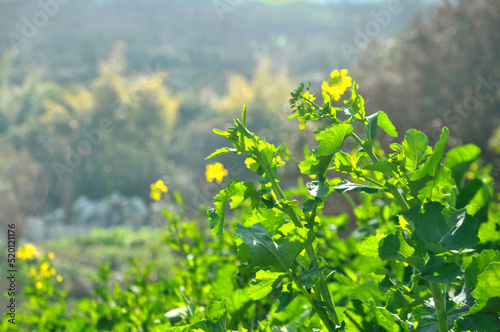 Fototapeta Naklejka Na Ścianę i Meble -  Flowering oilseed	