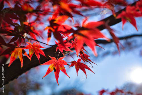 紅葉した木々 © 鈴木勉