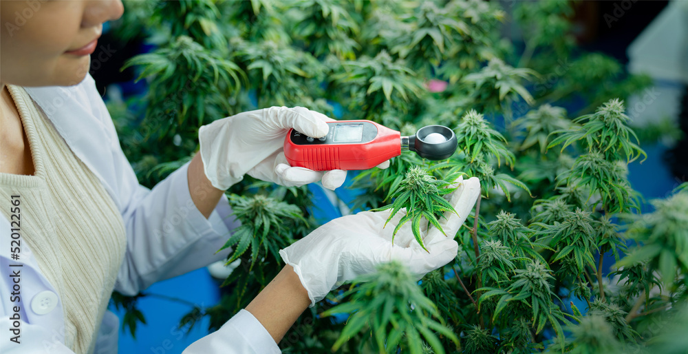 Fototapeta premium Professional scientist researchers and checking cannabis plants in a hemp field, Marijuana research.