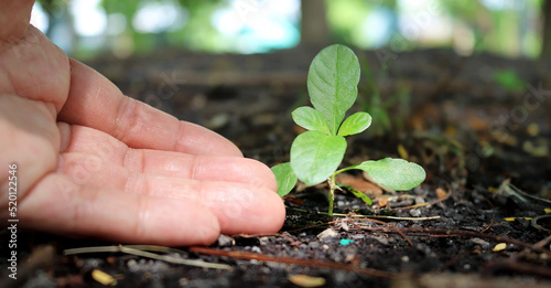 Human hands taking care of seedling in the soil