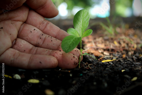 Men hands are planting the seedlings into the soil, ecology concept.