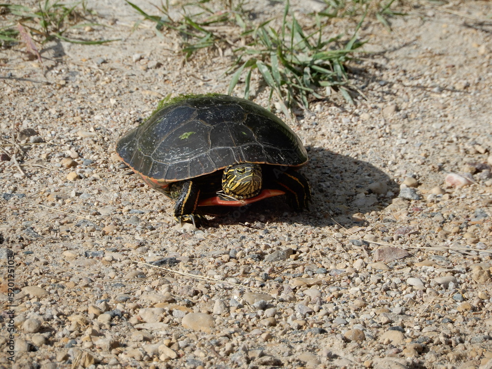 Obraz premium turtle on the beach