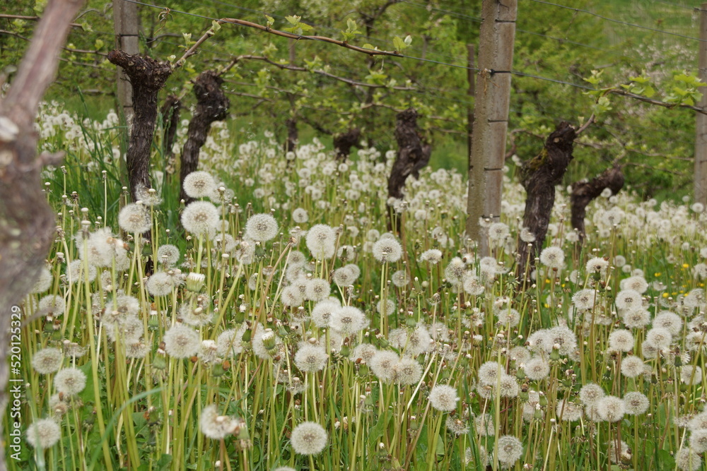 Obraz premium Pusteblumen von Löwenzahn in einem Weingarten. Sehr, sehr viele Pusteblumen! Und der Wein ist erstklassig! 