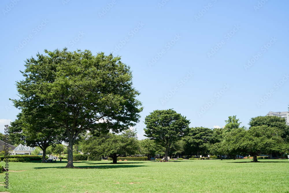 青空と芝生と木