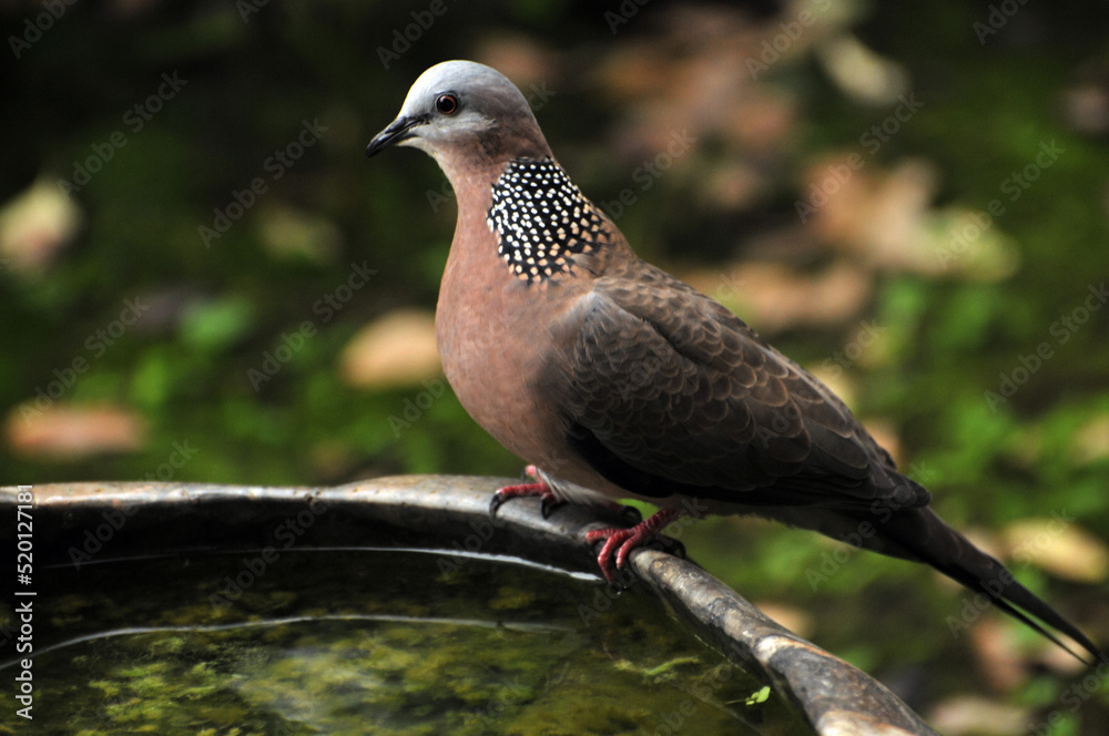 Obraz premium lovely dove 