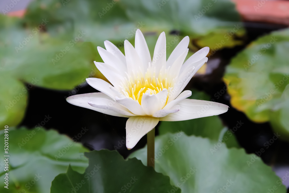 White yellow lotus blooming with green leaf in water pond background White yellow lotus blooming with green leaf in water pond background