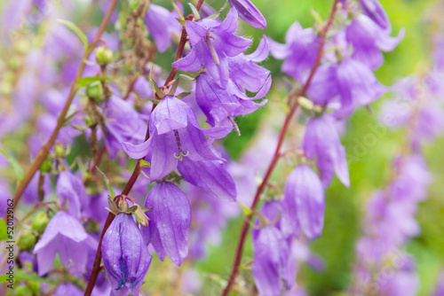 Purple flowers of bluebell wild in the meadow. Beautiful bluebell flowers. Selective focus