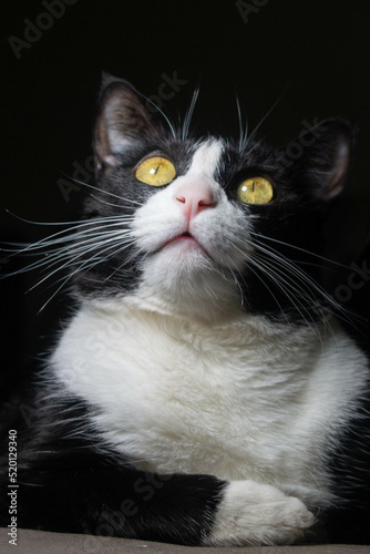 black and white cat Portrait