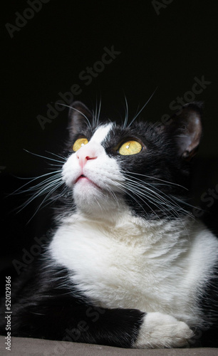 black and white cat Portrait