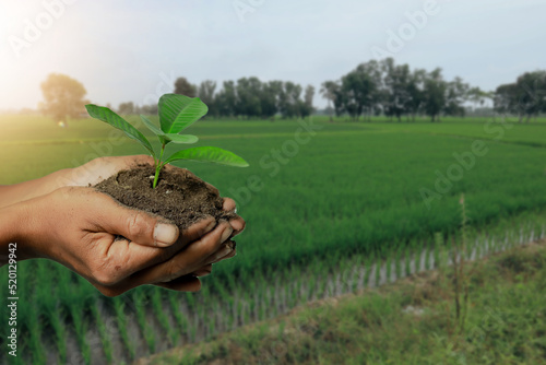 plant in hand , earth day concept. 