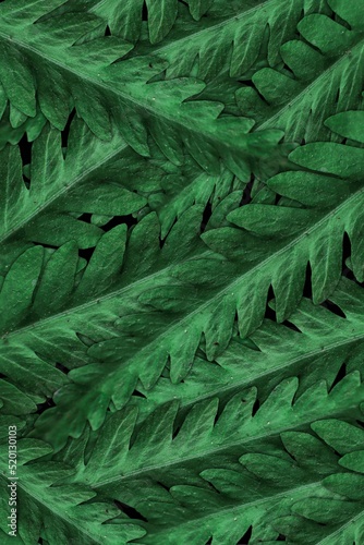 Seamless fern leaves background 