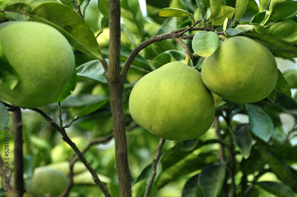  pomelo on the tree.