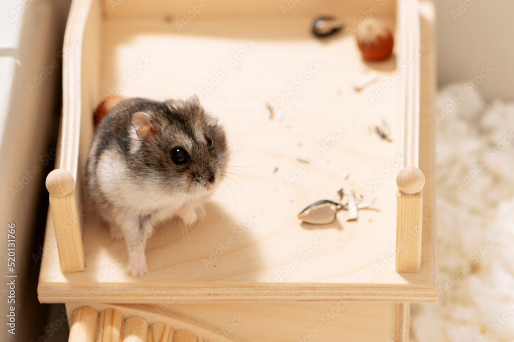 Obraz premium Hamster standing on rooftop of wooden house in cage