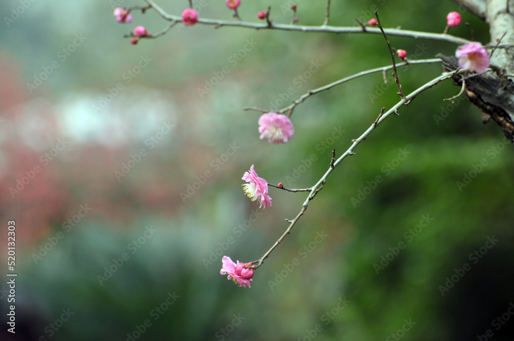 blossoming plum blossom in spring blossoming plum blossom in spring