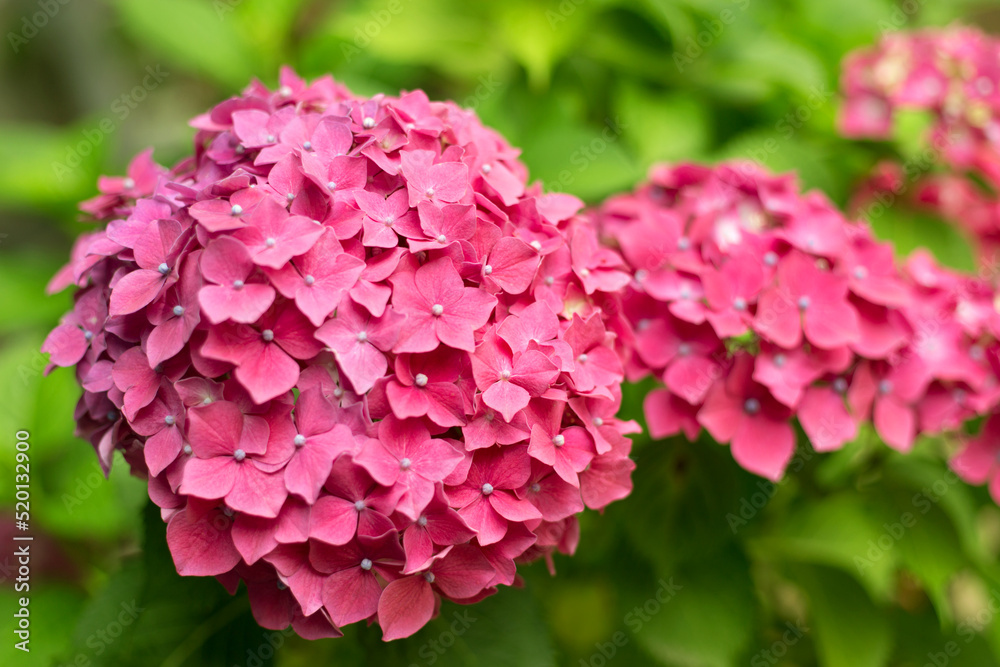 Close up light pink hortensia fresh flowers blur background. Close up light pink hortensia fresh flowers blur background.