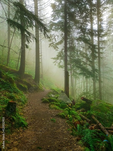 path in the rain forest in Seattle