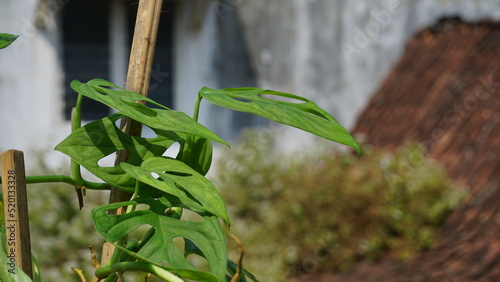 Monstera Acuminata, Monstera Adansonii, Monstera Obliqua popular in Indonesia as 