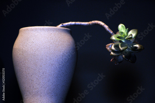 The close-up of succulent plants
 photo