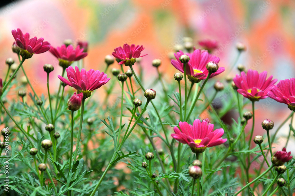 pink and white chrysanthemum