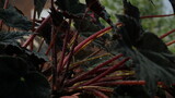 Begonia rex plant leaves - ornamental houseplant, Black Leaves