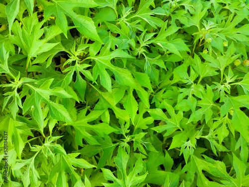 green leaves background