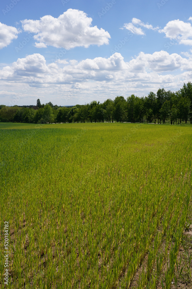 Obraz premium Green field with young spikelets of wheat against the background of beautiful clouds