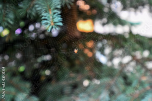 a small spider wove a web between the branches of a tree 