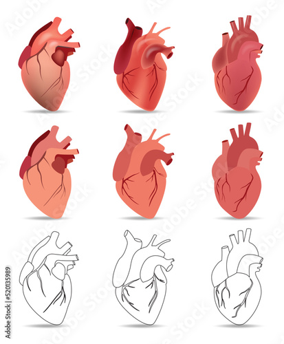 Set of vector anatomical hearts in graphics and color 3 styles
