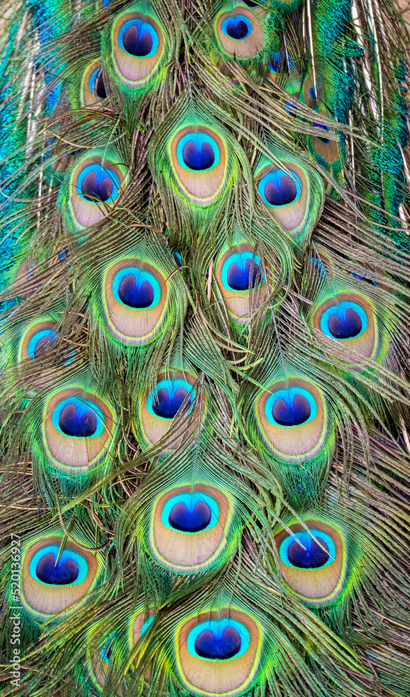 Obraz premium Beautiful patterns and colors of peacock feathers.