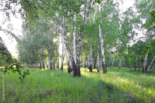Birch forest