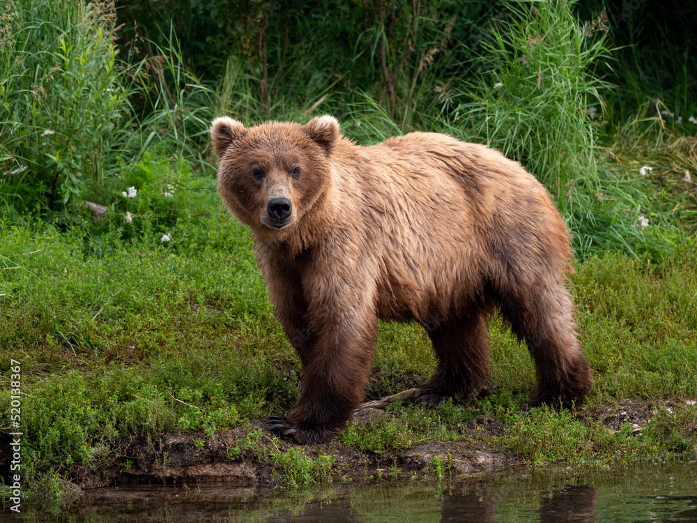 grizzly bear posing grizzly bear posing