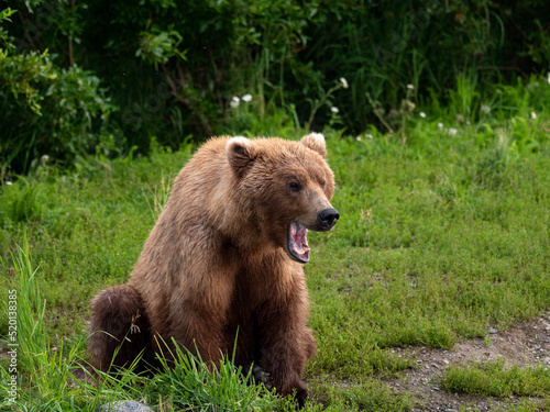 grizzly bear yawning